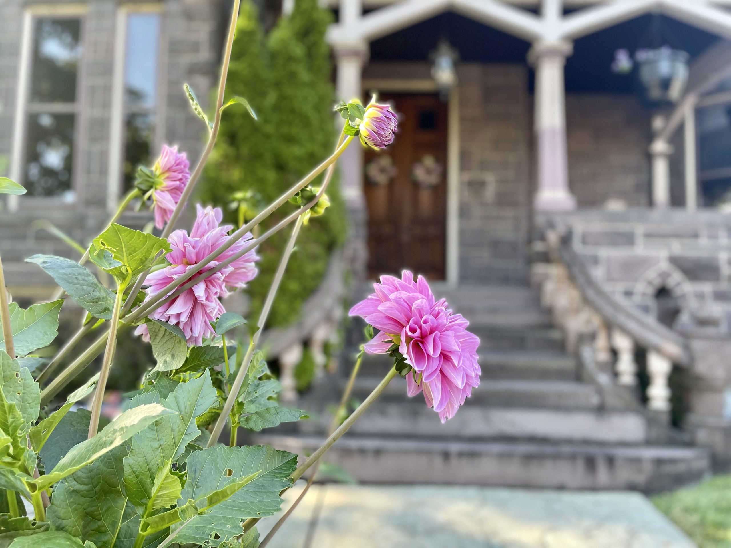 Pink blooming flowers with Reynolds Mansion exterior entrance in background